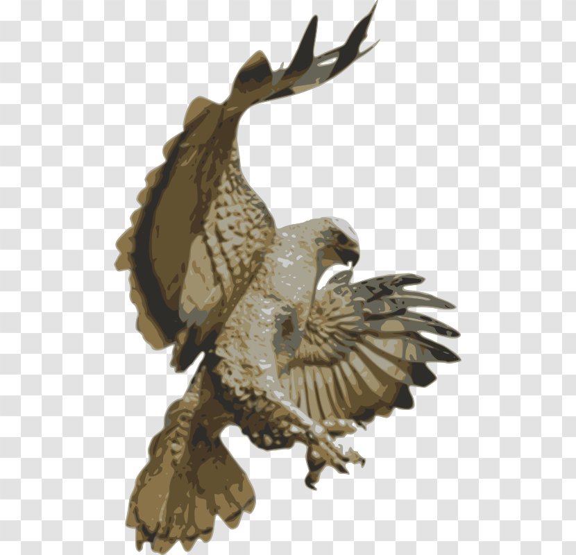 Red-tailed Hawk Accipitriformes Clip Art - Falcon Transparent PNG