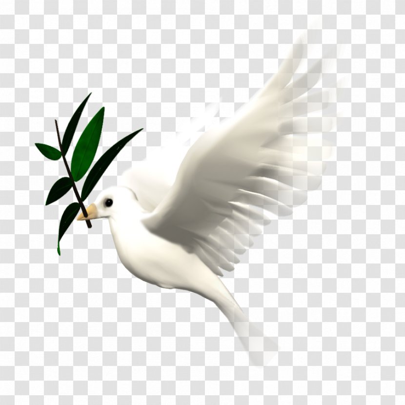 Bird Animation Giphy Clip Art - Wing - DOVES Transparent PNG
