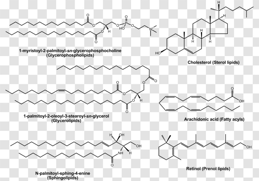 Lipidomics Lipid A Cholesterol - Silhouette Transparent PNG