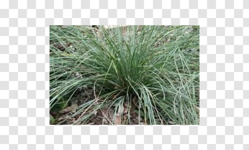 Sweet Grass Vetiver Lemongrass Plant Community - Crepe Myrtles Transparent PNG