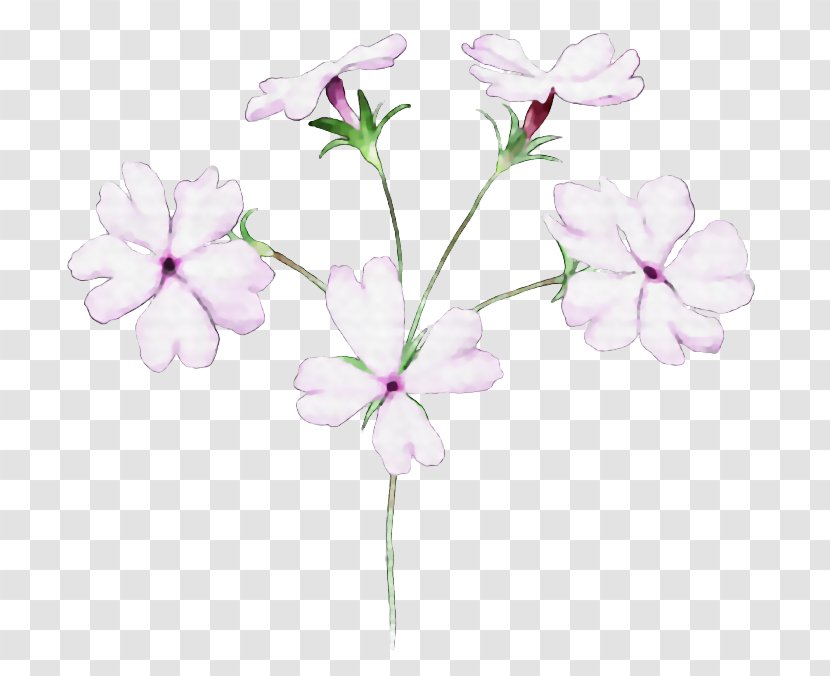 Floral Design Flower Illustrator - Geraniales Transparent PNG