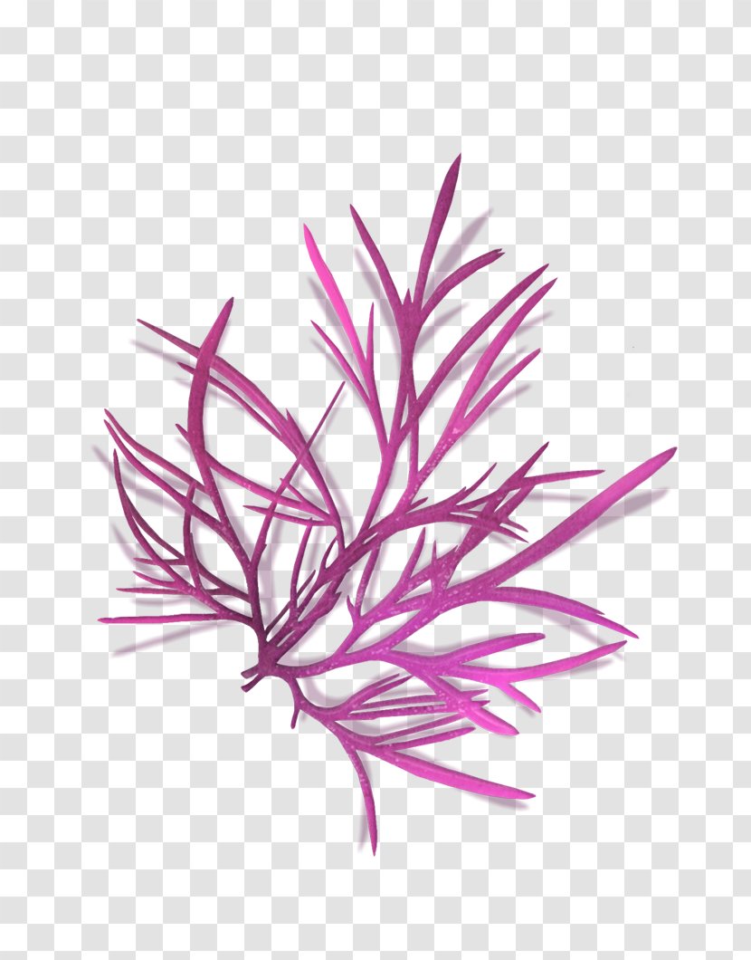 Line Pink M Aquarium Transparent PNG