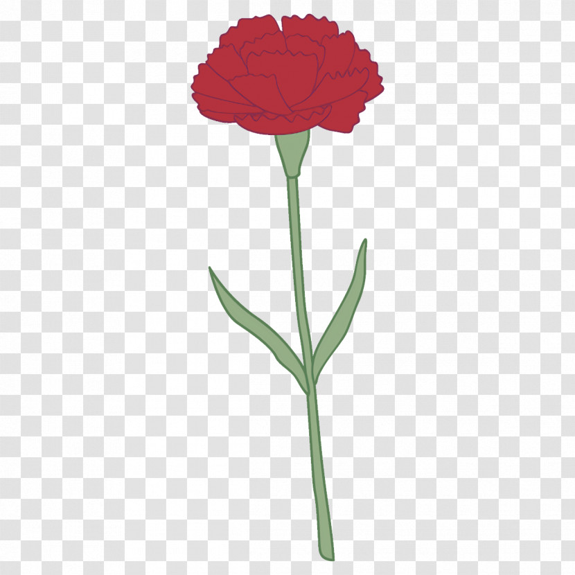 Carnation Flower Transparent PNG