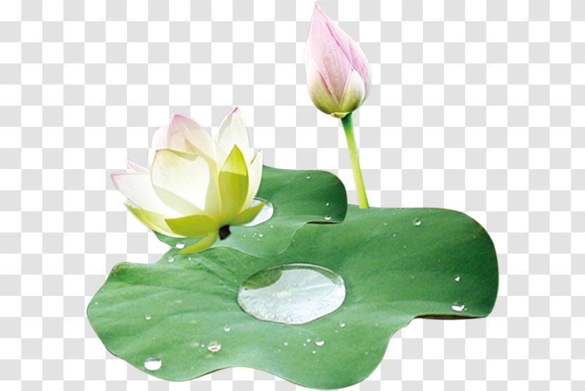 Nelumbo Nucifera Leaf Lotus Effect Food - Concepteur - Material FIG. Transparent PNG