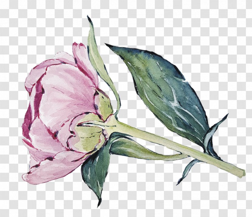 Cabbage Rose Cut Flowers Petal Plant Stem Herbaceous - Flowering - Hand-painted Peony Transparent PNG
