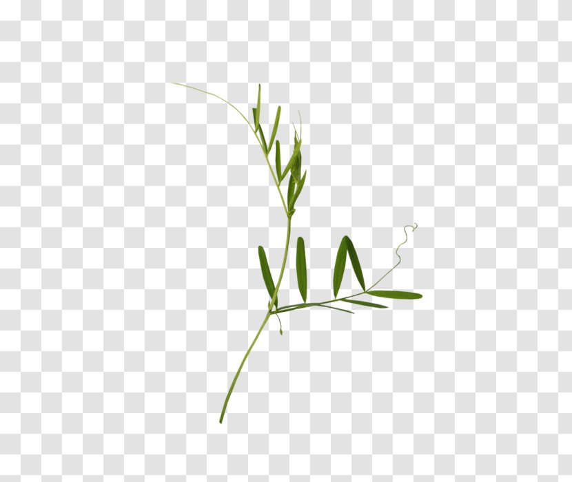 Twig Plant Stem Grasses Leaf Font - Botany - Common Yarrow Medicinal Plants Transparent PNG