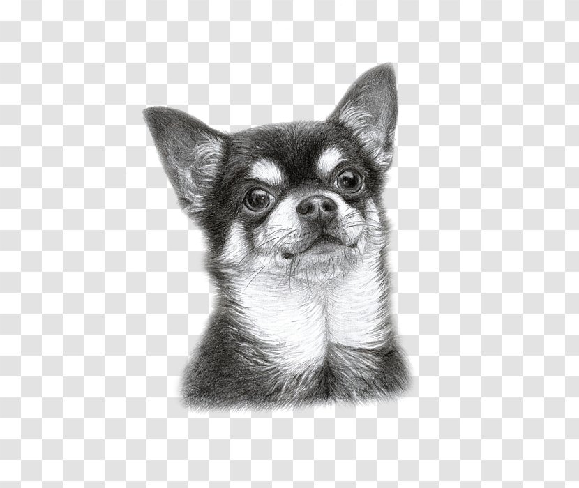 Chihuahua Puppy Dog Breed Companion Drawing - Like Mammal - Art Transparent PNG
