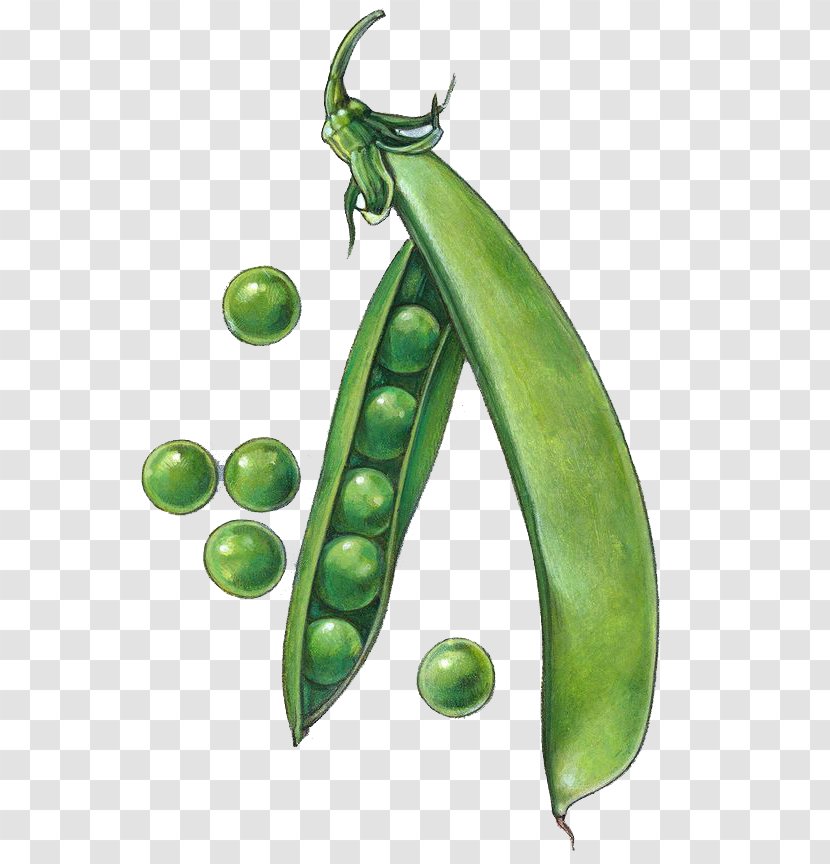 Snow Pea Drawing Snap Clip Art - Fruit - Green Peas Transparent PNG