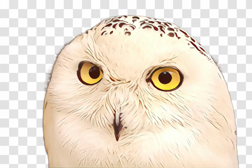 Owl Snowy Owl Bird Bird Of Prey Beak Transparent PNG