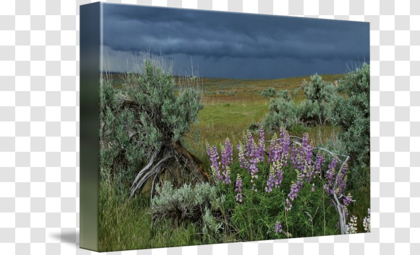 English Lavender Gallery Wrap Plant Community Shrub - Grass Family - Lupine Transparent PNG