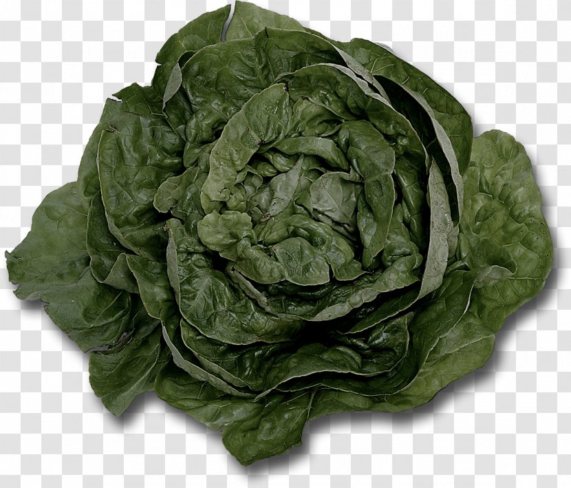 Lettuce Food Leaf Vegetable Wrap Transparent PNG
