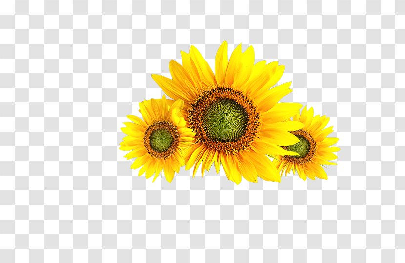 Common Sunflower Download - Computer Transparent PNG