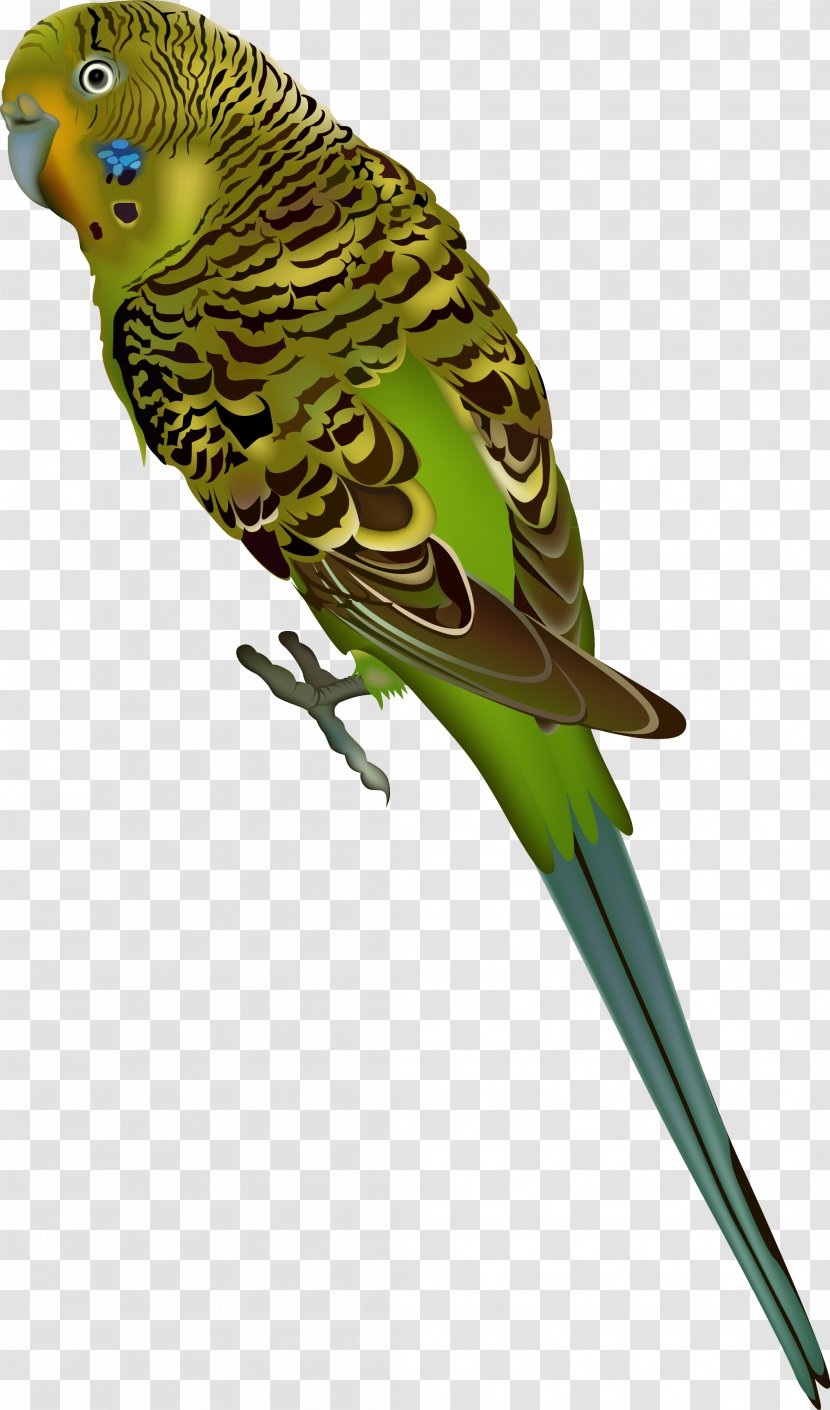 Budgerigar Parrot Bird Parakeet Clip Art - Macaw - Parrots Transparent PNG
