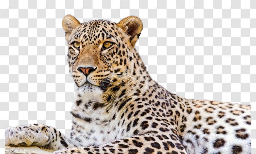 Persian Leopard Snow Desktop Wallpaper Felidae Amur - Carnivoran - Wildlife Transparent PNG