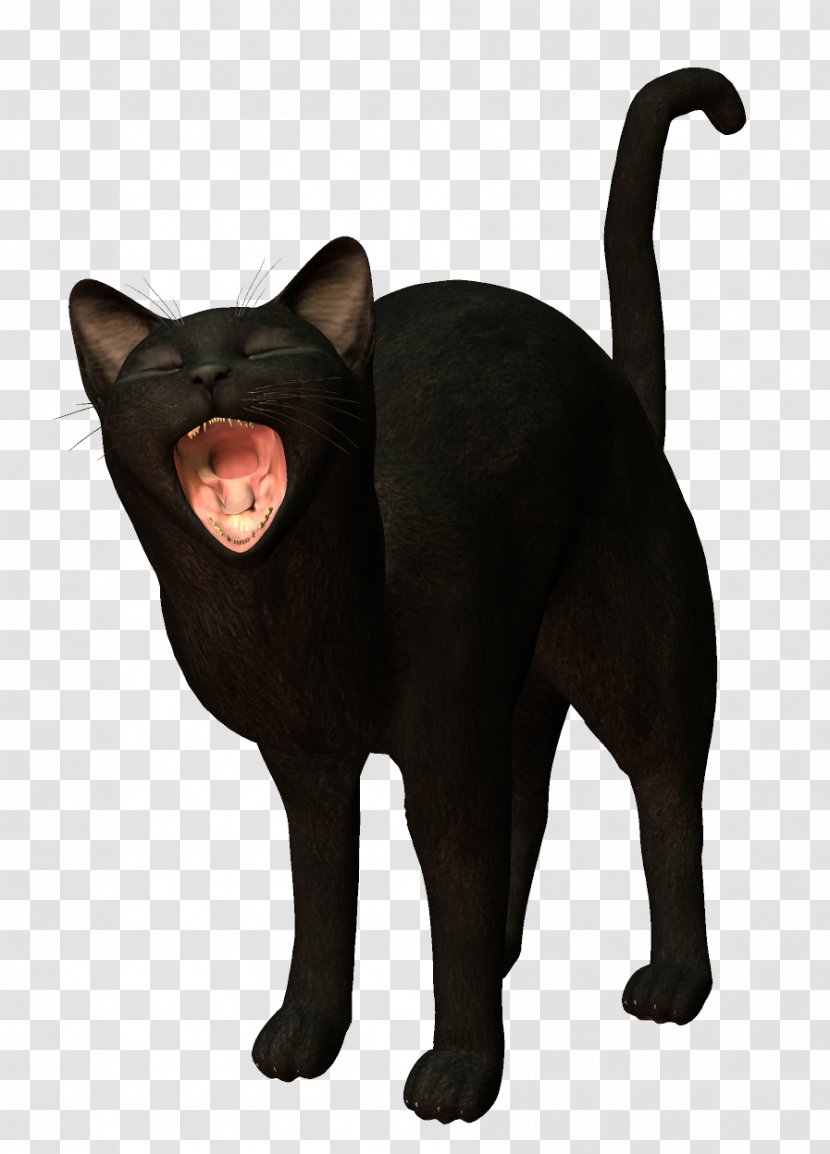 Black Cat Kitten - Fur Transparent PNG