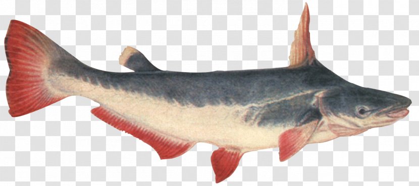 Driftwood Catfish Ageneiosus Valenciennesi Mail-cheeked Fishes - Animal - Fish Transparent PNG