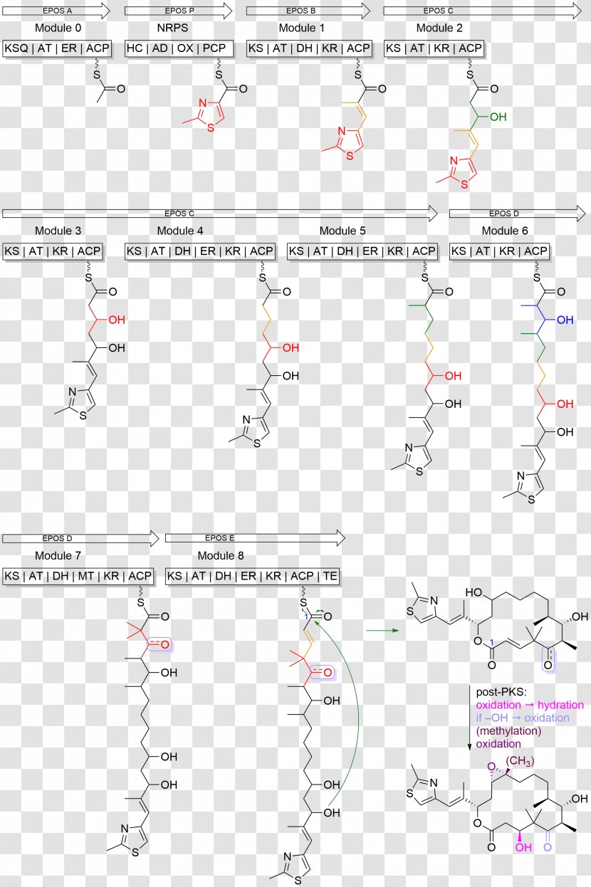 Epothilone Biosynthesis Tubulin Taxane Polyketide - Cell - Line Angle Transparent PNG