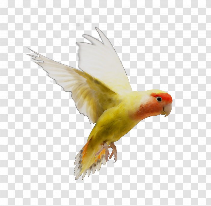 Lovebird Parakeet Feather Beak Fauna - Parrot Transparent PNG