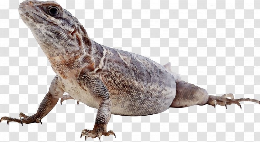 Agamas Common Iguanas Fauna Terrestrial Animal - Iguanidae Transparent PNG