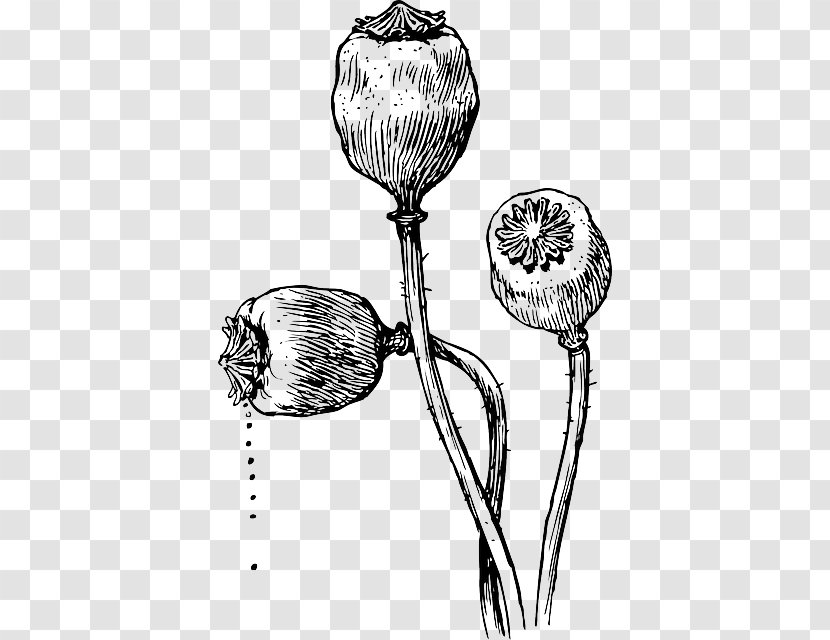 California Poppy Clip Art Vector Graphics Seed - Flora - Poppies Claude Monet Transparent PNG
