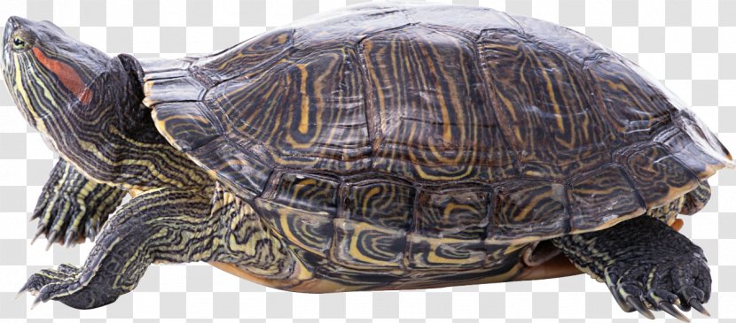 Sea Turtle Reptile Tortoise Transparent PNG