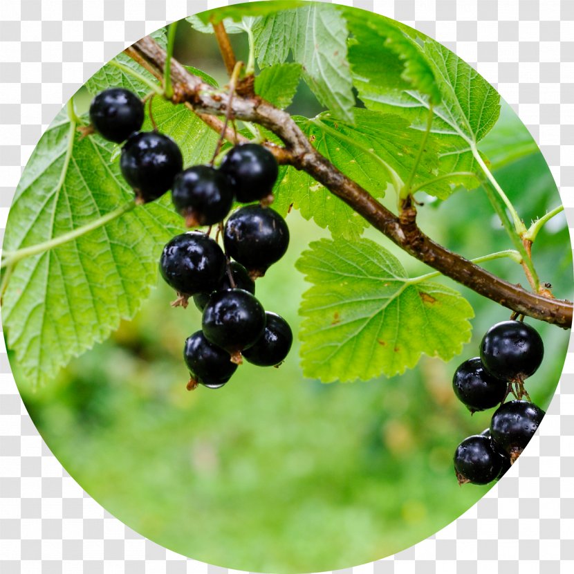 Zante Currant Blackcurrant Redcurrant Berry Fruit - Food Transparent PNG