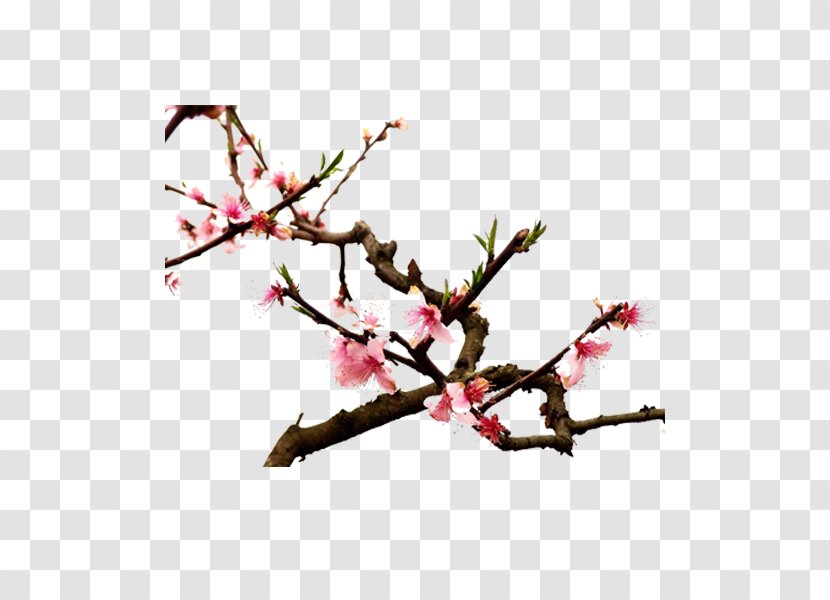 Twig Cherry Blossom Spring Plant Stem Petal - Plum Flower Transparent PNG