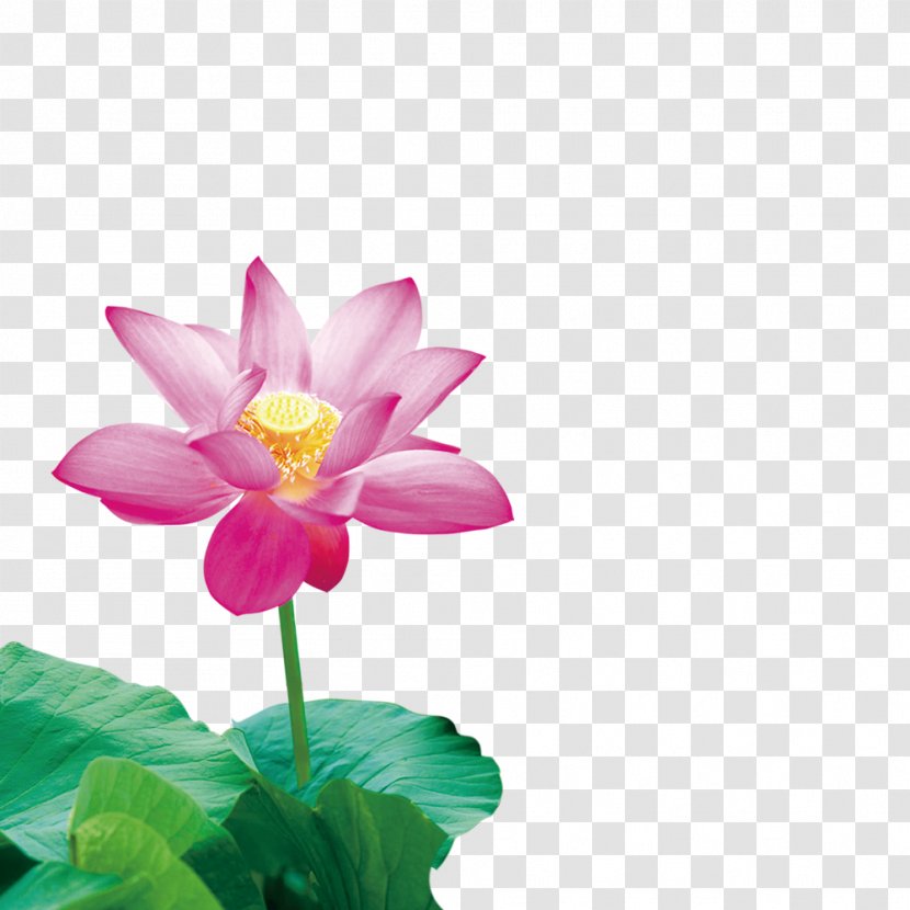 Mystic Symbols Android Flower Nelumbo Nucifera - Drawing - Lotus Creative Transparent PNG
