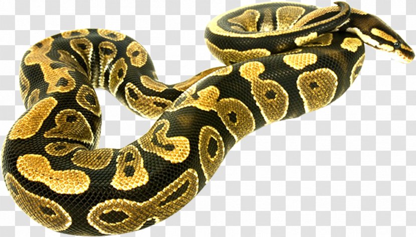 Boa Constrictor Snake Clip Art - Gold - Snakes Transparent PNG