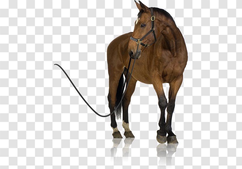 Foal Arabian Horse Mare Stallion - Rein Transparent PNG