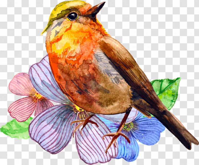 Watercolor Painting Vector Graphics Drawing Illustration - Royaltyfree - Maine State Flower Bird Transparent PNG