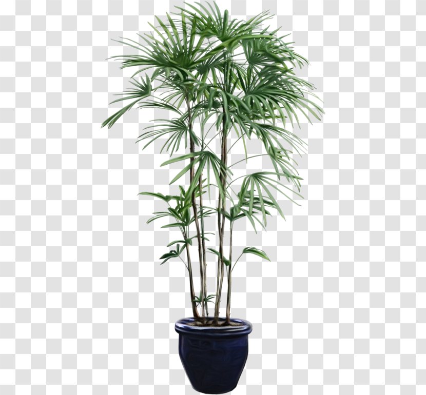 Palm Tree - Flowering Plant - Woody Transparent PNG