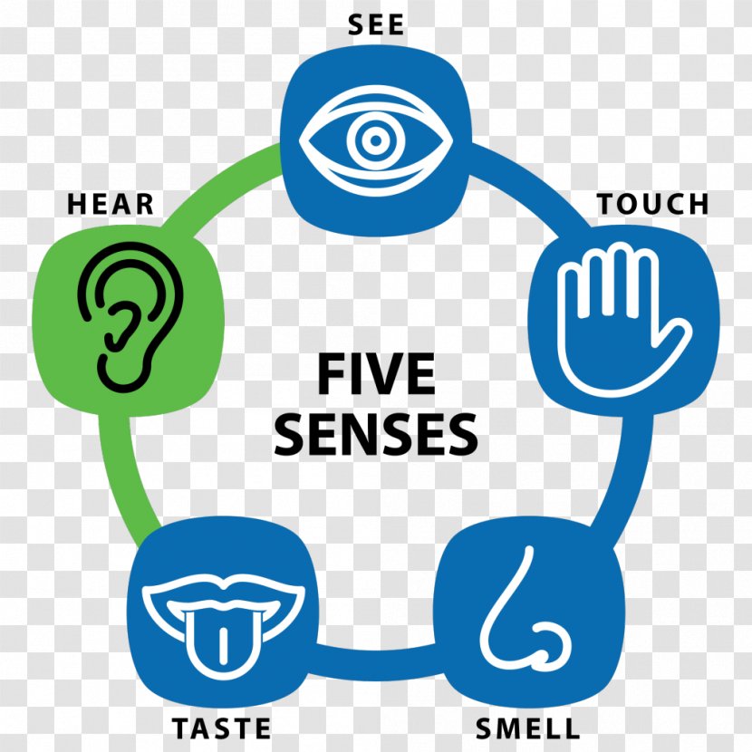 Sense Sensory Nervous System Education Receptor Sensation - Five Transparent PNG