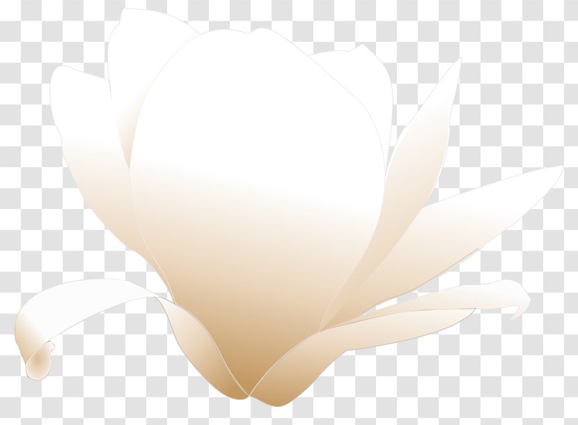 Magnolia Royalty-free Clip Art - Flower Transparent PNG