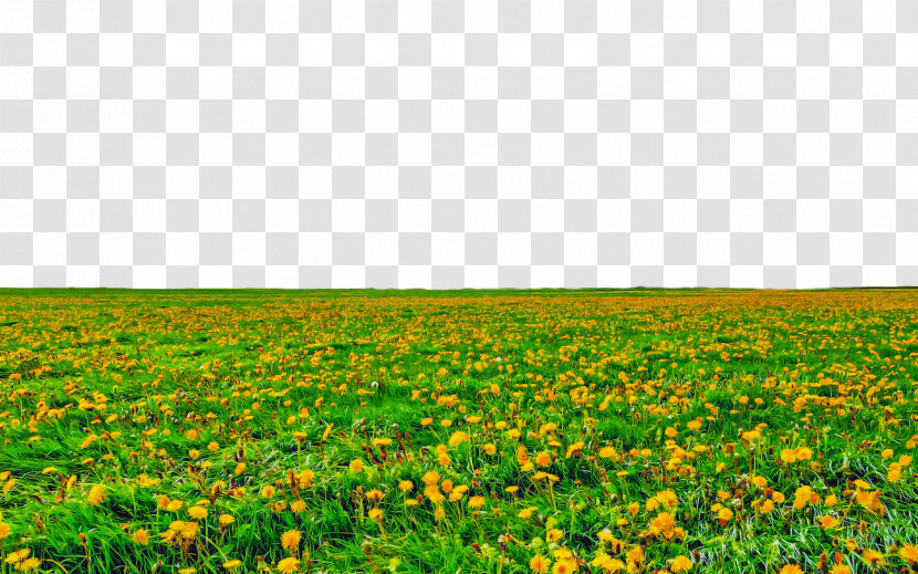 Field Meadow Grassland Natural Environment Green Transparent PNG