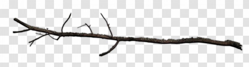 Insect Branch Twig Tree Pest Transparent PNG