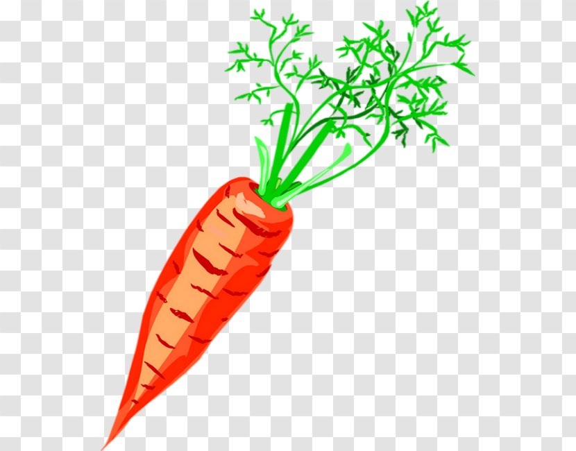 Carrot Clip Art Vegetable Drawing Soup - Daucus Transparent PNG