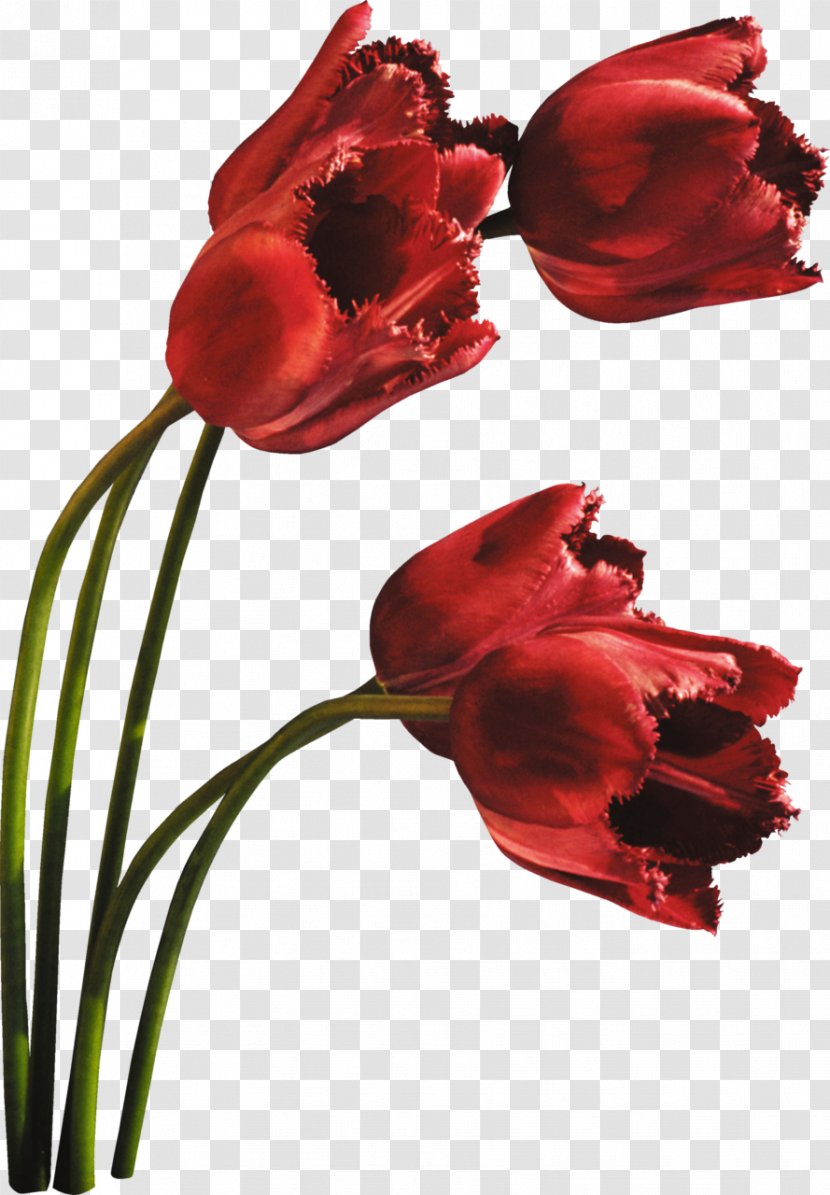 Tulip Cut Flowers Petal Plant - Seed Transparent PNG