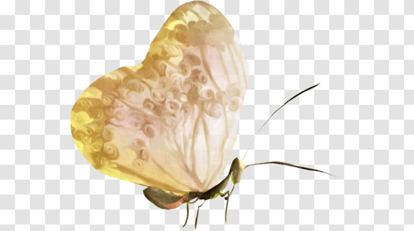 Butterfly Moth Insect Brown Color - Flowering Plant Transparent PNG