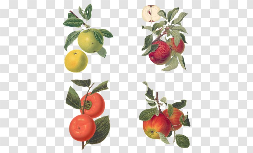 Illustration Drawing Botany Barbados Cherry Apple - Concept Art Transparent PNG