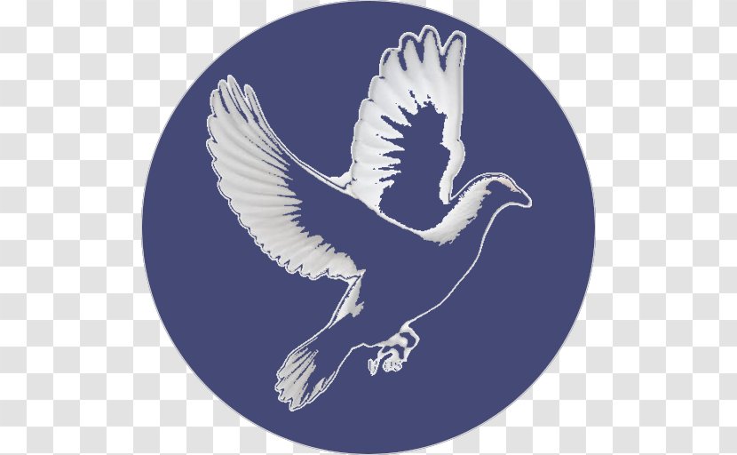 Eagle Peace Mawlid Beak Feather Transparent PNG