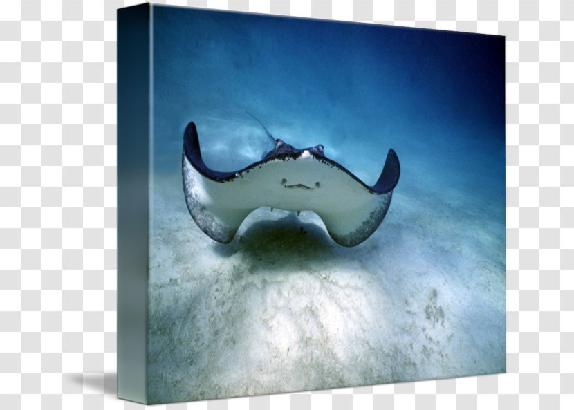 Myliobatoidei Smile Shark Happiness Manta Ray Transparent PNG