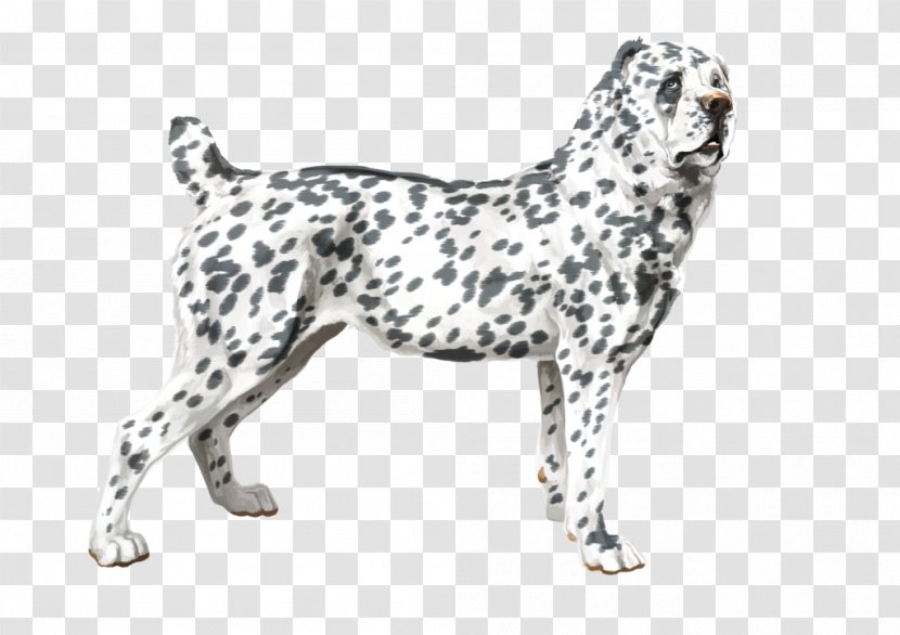 Dog Breed Dalmatian Sporting Group GroupM - Pat The Transparent PNG