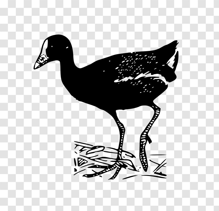 Duck Bird Goose Common Gallinule Clip Art - Fowl Transparent PNG
