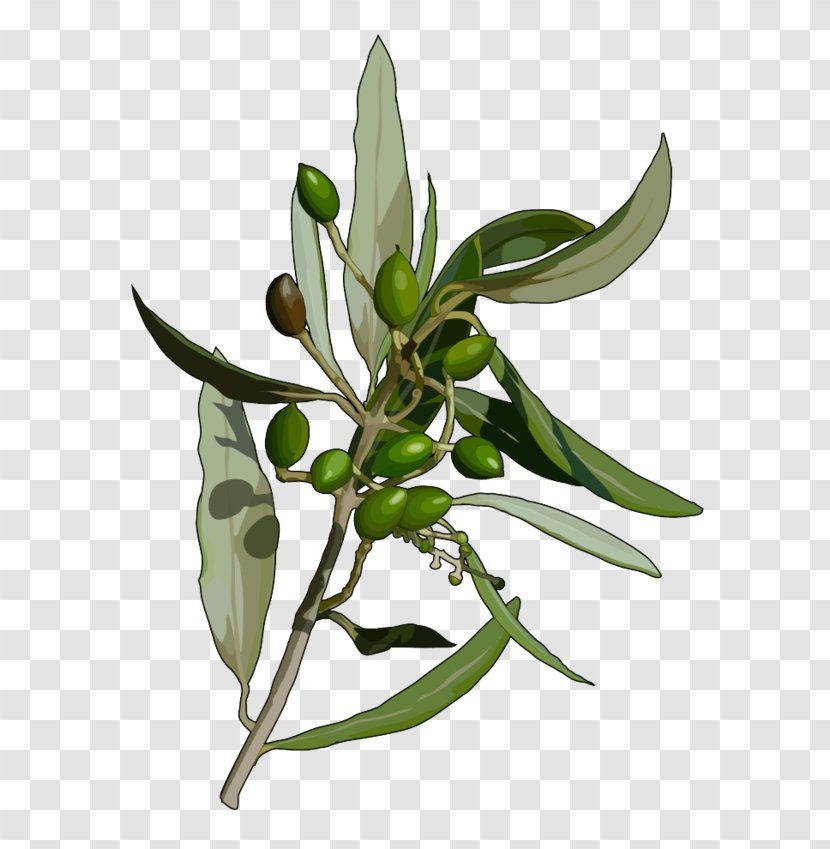 Canary Islands Olive Flora De Canarias Plants Leaf - Island Date Palm - Genista Spp Celosia Transparent PNG