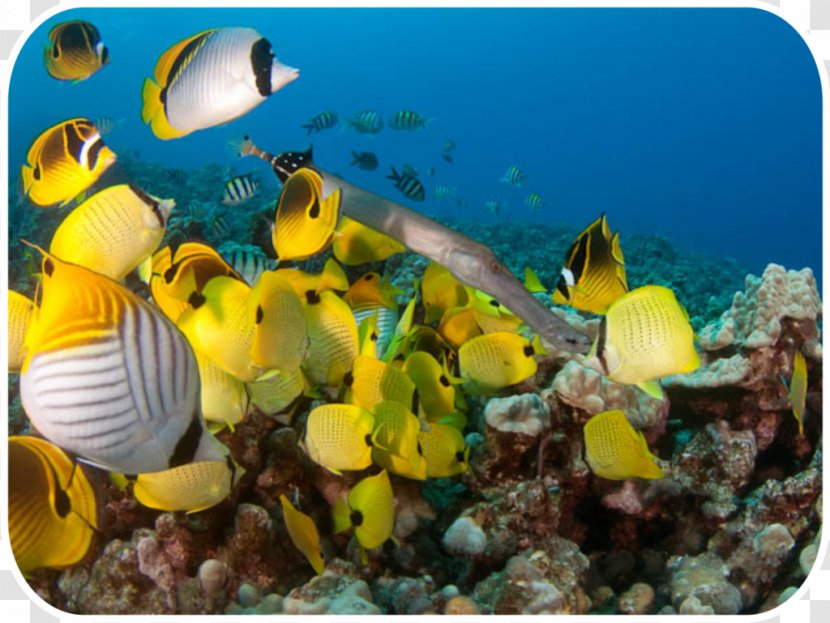 Coral Reef Fish Jack's Diving Locker Molokini Underwater - Snorkeling - Ecosystem Transparent PNG