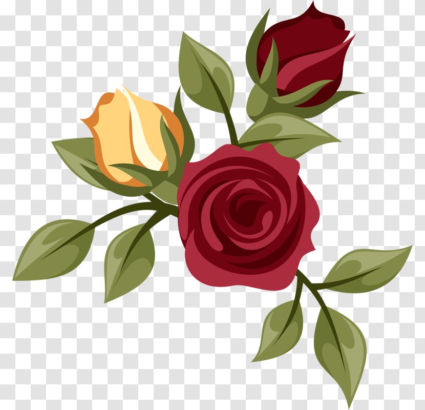 Garden Roses Centifolia Drawing - Rose Order - Flower Transparent PNG