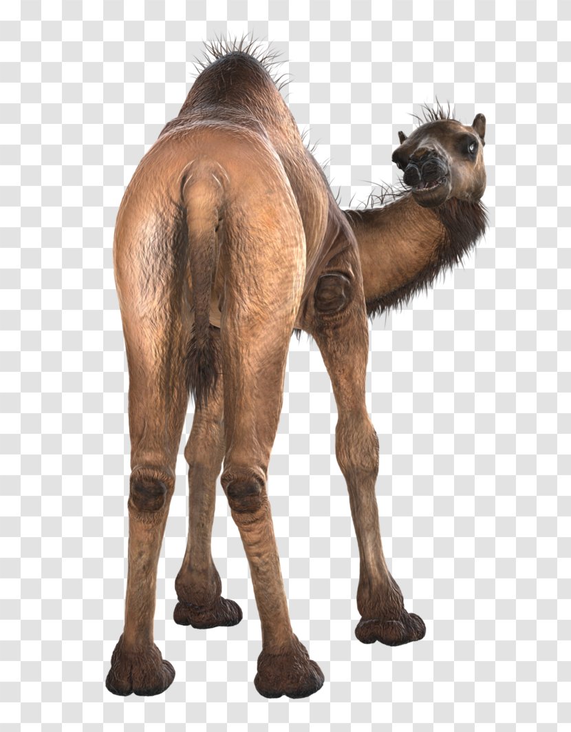 Dromedary Icon - Camel Back Transparent PNG