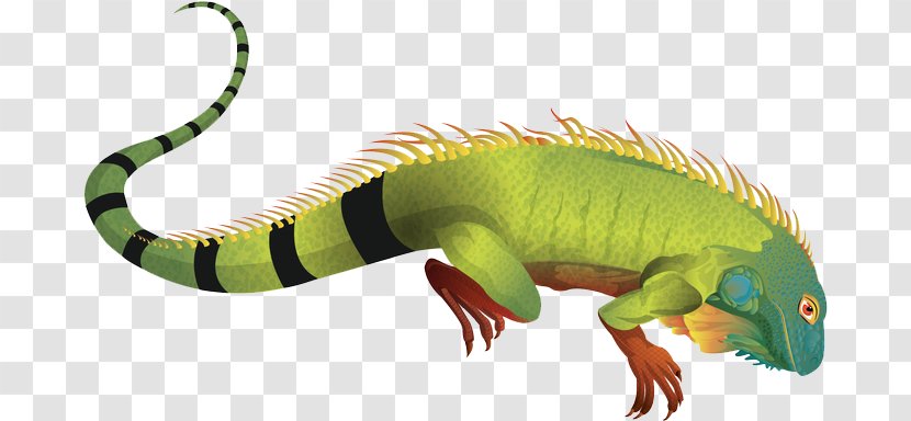 Green Iguana Clip Art Reptile Vector Graphics - Scaled - Chameleon Transparent Background Transparent PNG