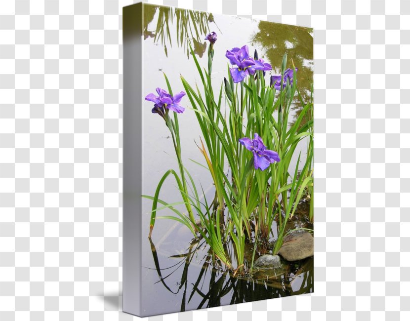 Aquatic Plants Iris Pseudacorus Allium Fistulosum Garden - Flowering Plant - Japan Landscape Transparent PNG